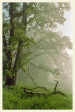 Load image into Gallery viewer, Kneeland Oak - 4x6 Inch Postcard