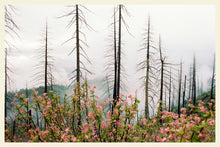 Load image into Gallery viewer, Burn Scar Flowers - 4x6 Inch Postcard