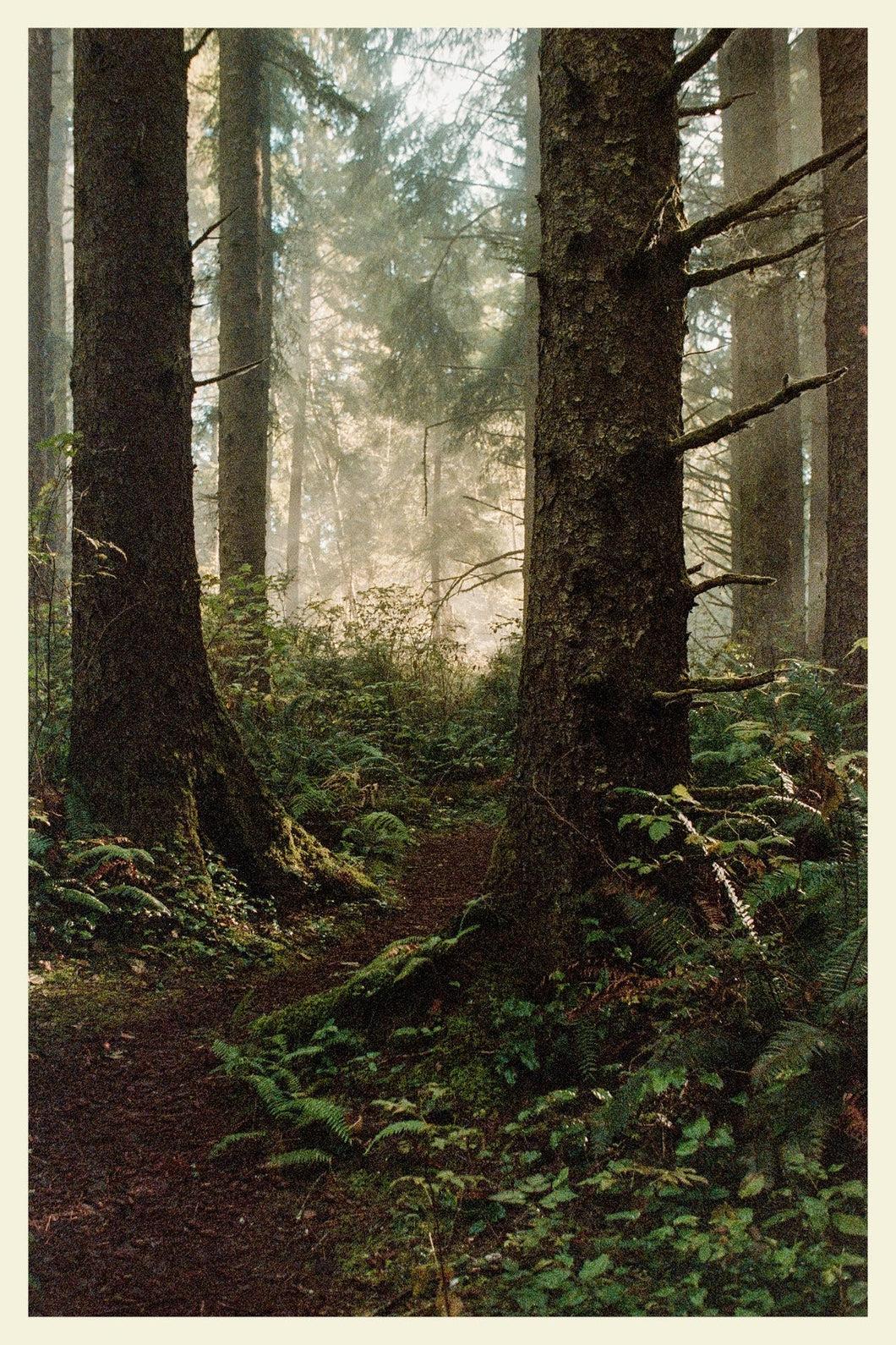 Sitka Spruce - 4x6 Inch Postcard